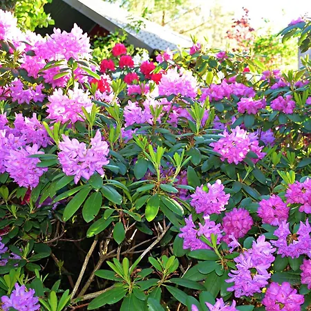 Ferienhaus Lesniczowka