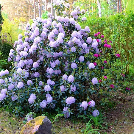 Lesniczowka Ferienhaus *